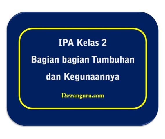 Bagian bagian Tumbuhan dan Kegunaannya Dewanguru com